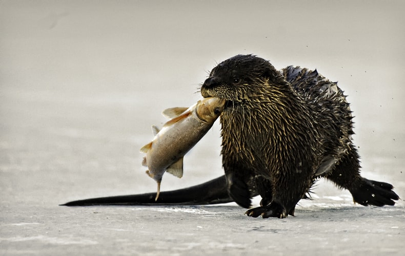Everyone Loves Otters - Joseph Grammer, Author